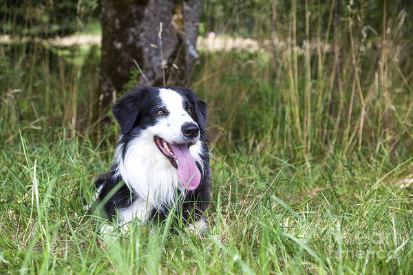 Dog Art Print featuring the photograph Border Collie in the nature #3 by Gina Koch