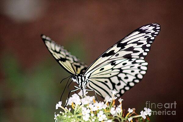 Butterfly Art Print featuring the photograph Butterfly #3 by Diane Lesser