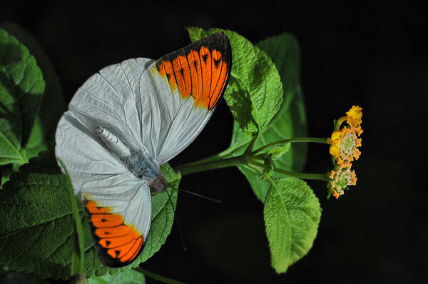 Butterfly Art Print featuring the photograph Butterfly #3 by Tam Ryan