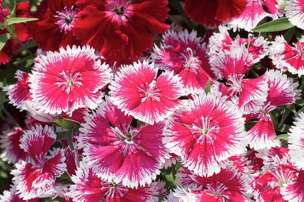 Dianthus Art Print featuring the photograph Dianthus 'summer Splash' Flowers #3 by Ann Pickford