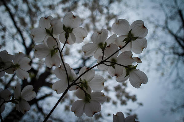 Dogwood Art Print featuring the photograph Dogwoods #5 by Wayne Meyer