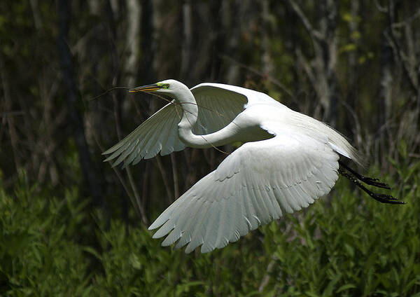  Art Print featuring the photograph Egret #3 by Pat Exum