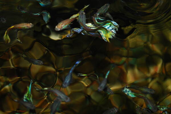 Taken Through Side Of Aquarium Art Print featuring the photograph Fancy guppys #3 by Robert Floyd