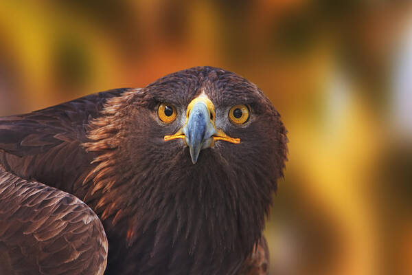 Animal Art Print featuring the photograph Golden Eagle #3 by Brian Cross