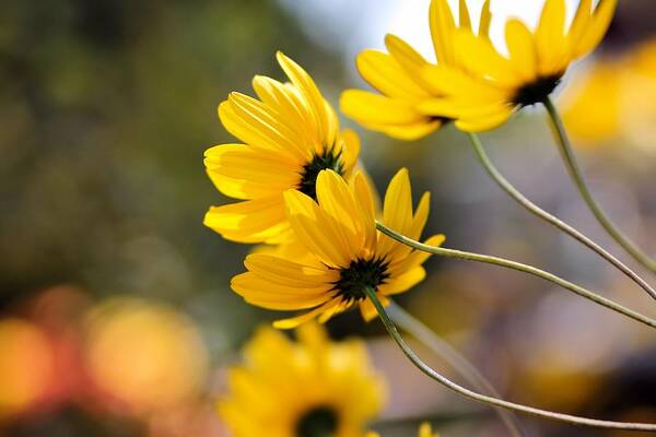 Yellow Flowers Art Print featuring the photograph Golden #3 by Katherine White