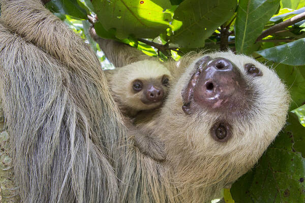 Suzi Eszterhas Art Print featuring the photograph Hoffmanns Two-toed Sloth And Old Baby by Suzi Eszterhas