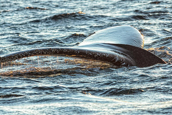 Bay Bulls Art Print featuring the photograph Humpback Whale Lobtailing #3 by Perla Copernik