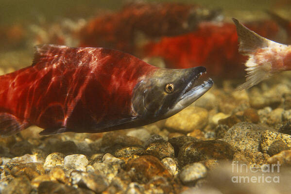 Kokanee Salmon Art Print featuring the photograph Kokanee Salmon #3 by William H. Mullins