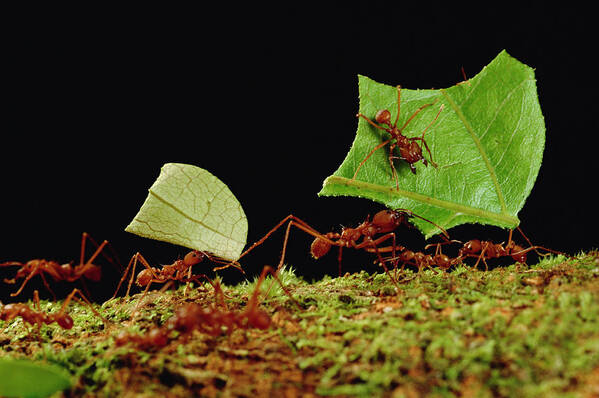 Feb0514 Art Print featuring the photograph Leafcutter Ants Carrying Leaves French #3 by Mark Moffett