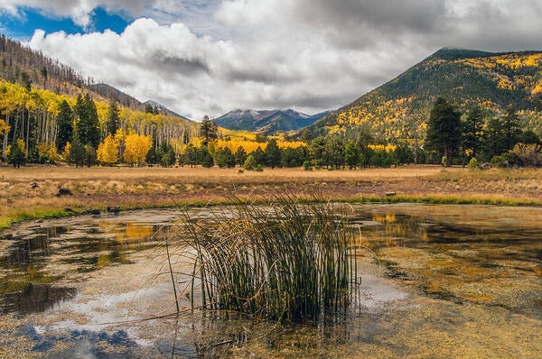 Lockett Meadow Art Print featuring the photograph Lockett Meadow #1 by Tam Ryan