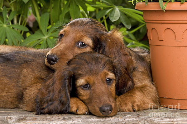 Dachshund Art Print featuring the photograph Long-haired Dachshunds by Jean-Michel Labat