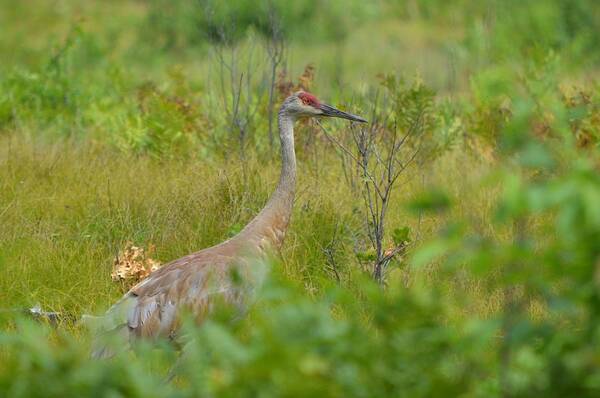 Nature Art Print featuring the photograph Looking #3 by James Petersen