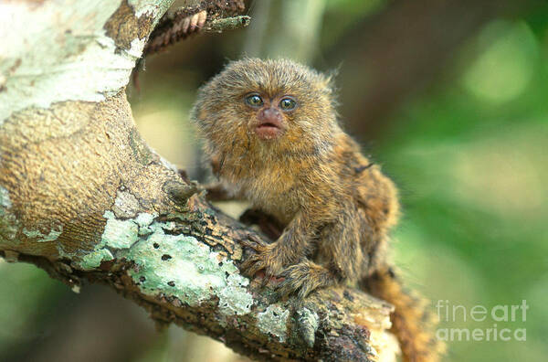 Animal Art Print featuring the photograph Pygmy Marmoset #3 by Art Wolfe