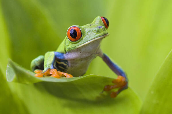 Feb0514 Art Print featuring the photograph Red-eyed Tree Frog Costa Rica #4 by Suzi Eszterhas