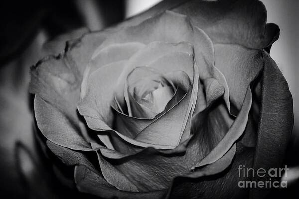 Black And White Rose Art Print featuring the photograph Rose by Deena Withycombe