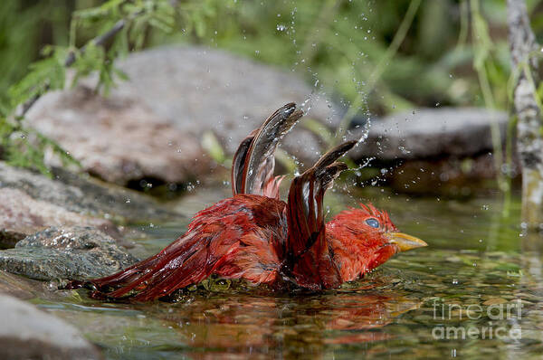 Summer Tanager Art Print featuring the photograph Summer Tanager #3 by Anthony Mercieca
