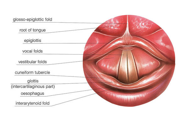 Upper Respiratory Tract Art Print featuring the photograph Vocal Folds #3 by Asklepios Medical Atlas