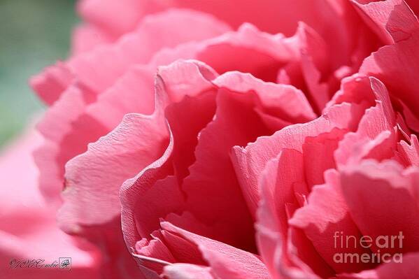 Mccombie Art Print featuring the photograph Watermelon Pink Carnation #1 by J McCombie