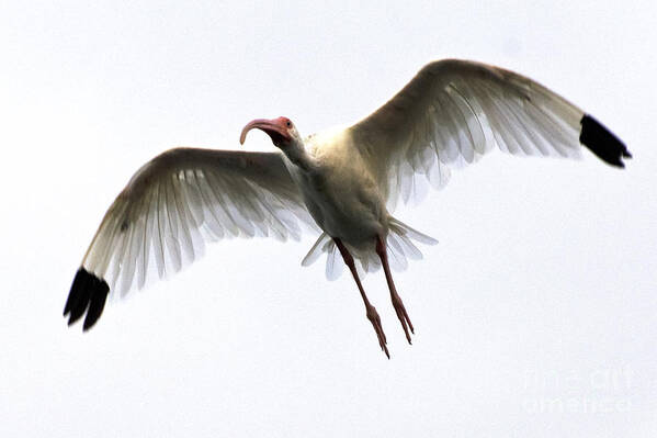 Nature Art Print featuring the photograph White Ibis #5 by Mark Newman