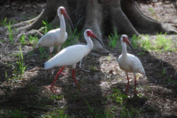 What's That?there's That Cat Again.suncoast Exterminators. Florida Art Print featuring the photograph White ibis #3 by Robert Floyd