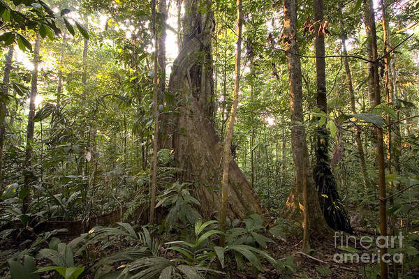Peru Art Print featuring the photograph Amazon Tropical Rain Forest #4 by Gregory G. Dimijian, M.D.