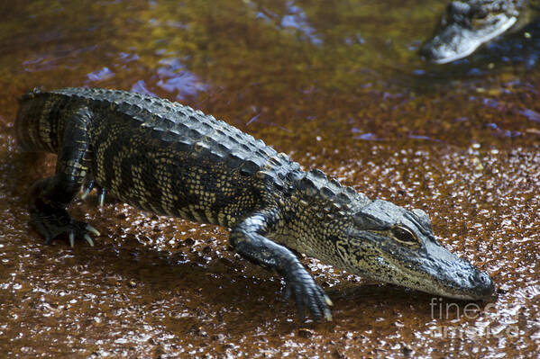 Nature Art Print featuring the photograph American Alligator #4 by Mark Newman