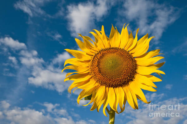 Agriculture Art Print featuring the photograph Beautiful sunflower #4 by Tosporn Preede