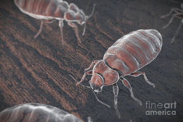 Haematophagy Art Print featuring the photograph Bed Bugs Cimex Lectularius #4 by Science Picture Co