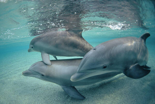 Feb0514 Art Print featuring the photograph Bottlenose Dolphin Trio Hawaii #4 by Flip Nicklin