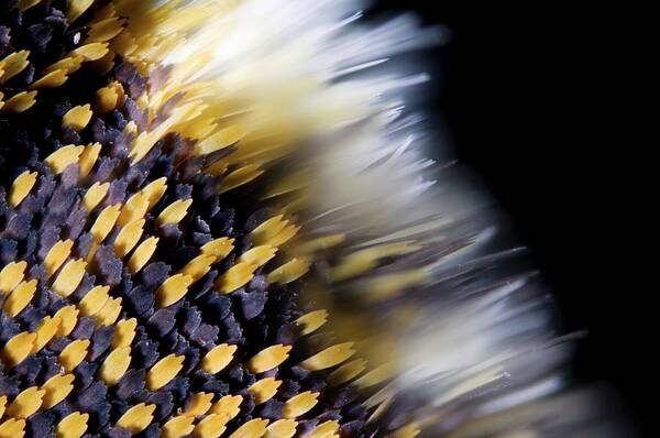 Light Micrograph Art Print featuring the photograph Butterfly Wing Scales #4 by Petr Jan Juracka