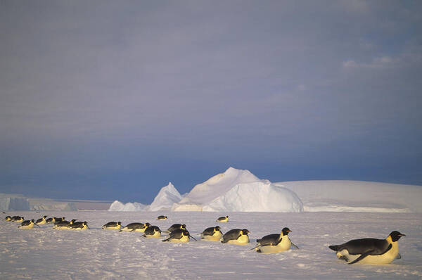 Feb0514 Art Print featuring the photograph Emperor Penguins Tobogganing Antarctica #4 by Tui De Roy