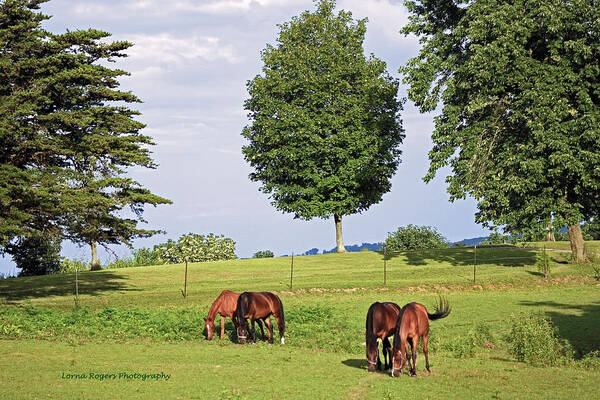 Horses Art Print featuring the photograph 4 For Lunch by Lorna Rose Marie Mills DBA Lorna Rogers Photography