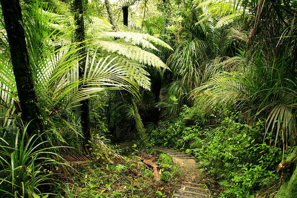 Jungle Art Print featuring the photograph Forest No1 by Les Cunliffe