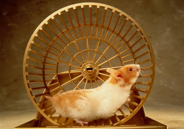 Pets Art Print featuring the photograph Hamster #4 by GK Hart/Vikki Hart