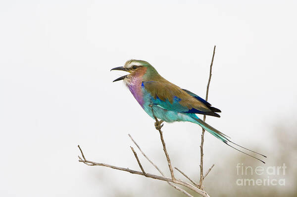 African Fauna Art Print featuring the photograph Lilac-breasted Roller #6 by John Shaw