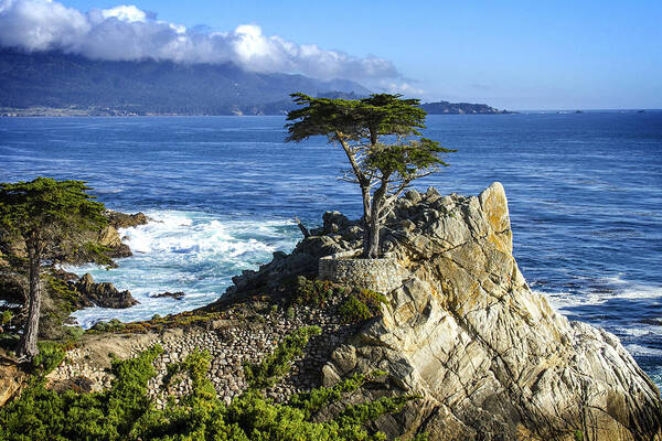 Lone Cypress Art Print featuring the photograph Lone Cypress #4 by Leon Chang