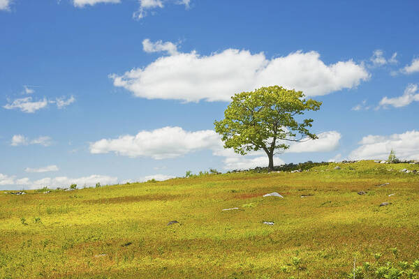 Tree Art Print featuring the photograph Lone Tree With Blue Sky In Blueberry Field Maine #4 by Keith Webber Jr