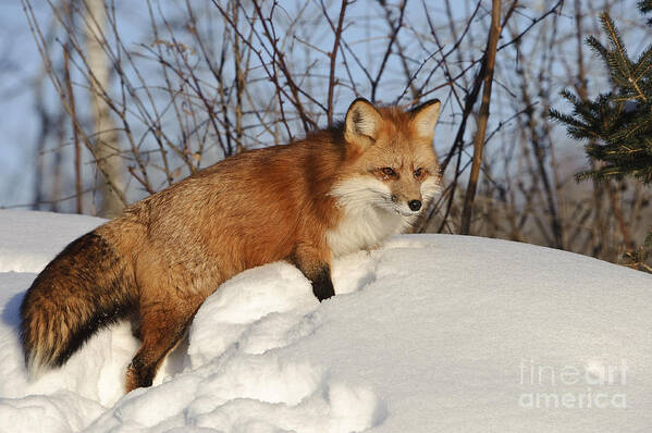 Minnesota Fauna Art Print featuring the photograph Red Fox #4 by John Shaw