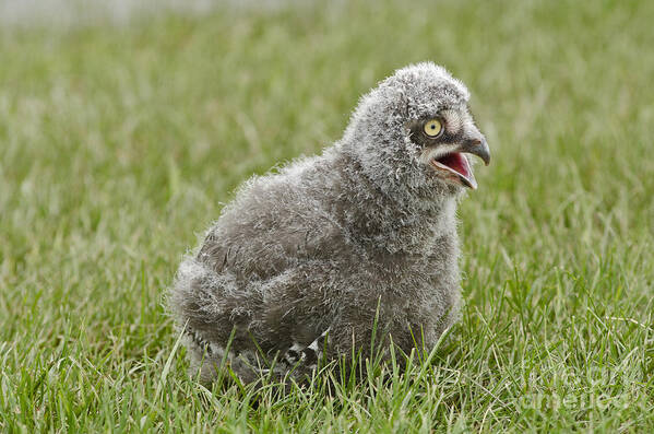 Snowy Owl Art Print featuring the photograph Baby Snowy Owl #3 by JT Lewis