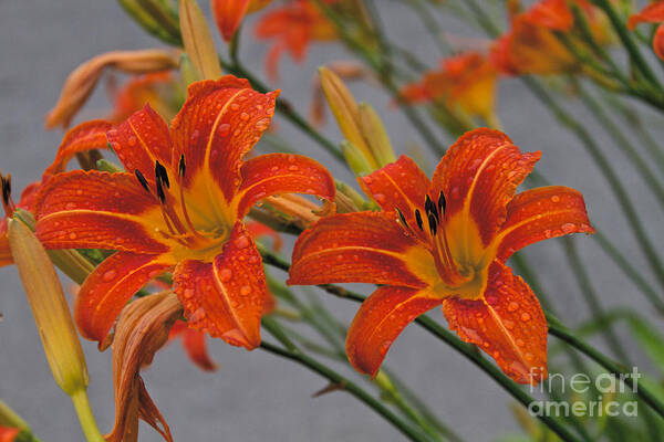 Day Lilly Art Print featuring the photograph Day Lilly by William Norton