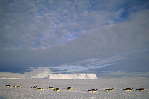 Feb0514 Art Print featuring the photograph Emperor Penguins Tobogganing Antarctica #5 by Tui De Roy