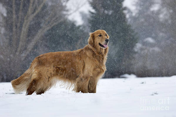 Dog Art Print featuring the photograph Golden Retriever In Snow #5 by Johan De Meester