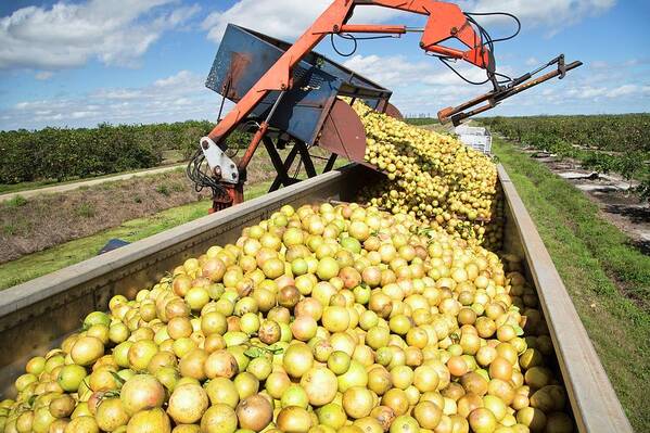 Nobody Art Print featuring the photograph Grapefruit Farming #5 by Jim West