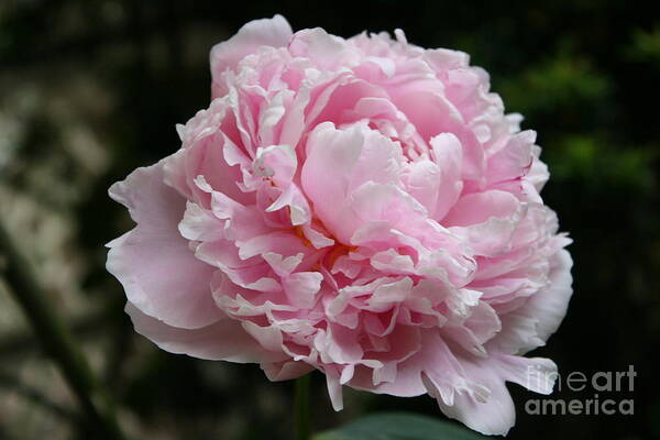 Peonies Art Print featuring the photograph Pink Peony by Christiane Schulze Art And Photography