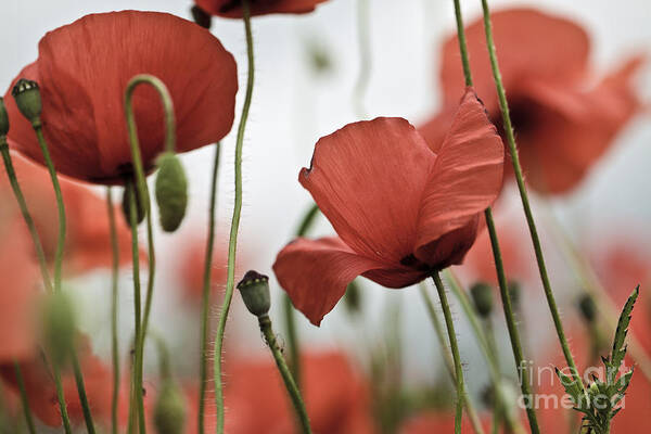 Poppy Art Print featuring the photograph Red Poppy Flowers #5 by Nailia Schwarz