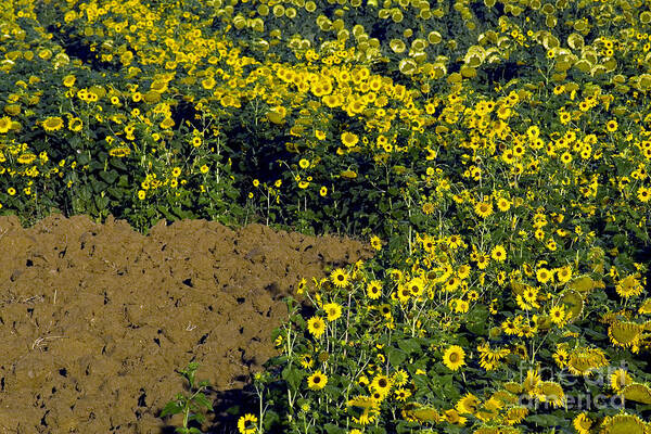 Nature Art Print featuring the photograph Sunflowers #5 by Tim Holt