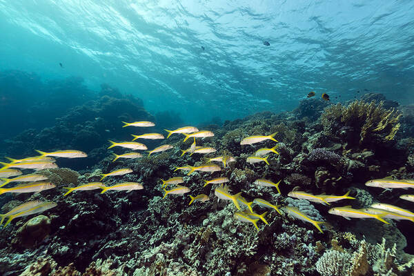 Animal Art Print featuring the photograph Tropical reef and fish in the Red Sea. #5 by Stephan Kerkhofs