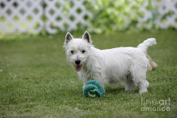 Dog Art Print featuring the photograph West Highland White Terrier #5 by Rolf Kopfle