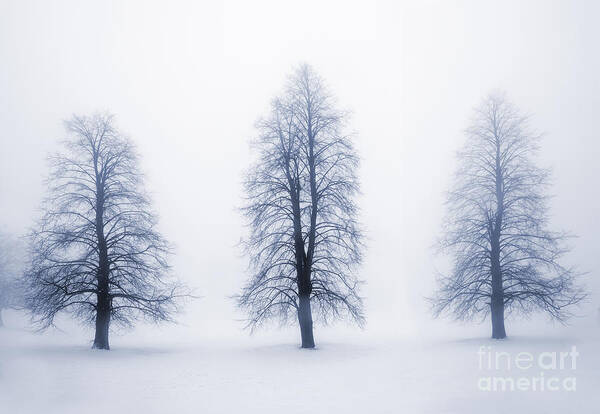 Trees Art Print featuring the photograph Winter trees in fog 5 by Elena Elisseeva