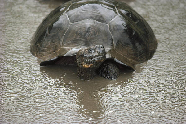 Feb0514 Art Print featuring the photograph Galapagos Giant Tortoise Wallowing #6 by Tui De Roy